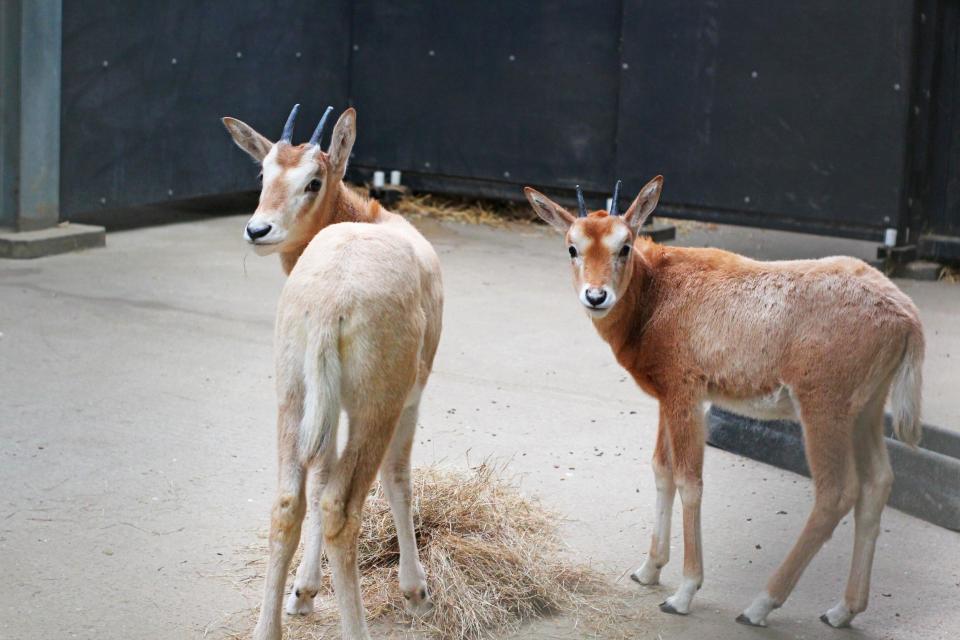 Two female baby oryxes - an endangered dear-like mammal that are classed as extinct in the wild - were recently born as a first for the Surrey Theme Park's zoo. (Chessington World of Adventures)