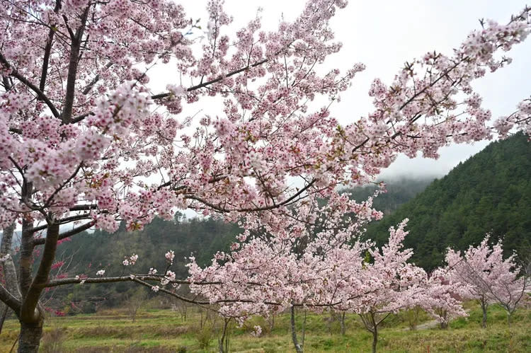 武陵農場還有櫻花。翻攝臉書「武陵農場 Wuling Farm」
