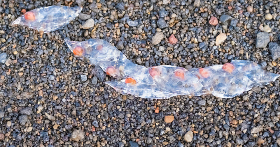 Am Strand wirken die miteinander verbundenen Wirbeltiere eher wie Quallen. (Symbolbild: Getty)