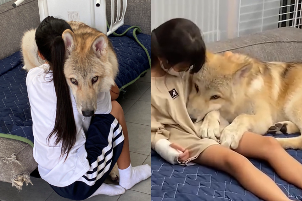 ▲巨大狼犬性格卻嬌羞如兔兔，「抬眼殺」賣萌超迷人！（圖／Twitter帳號：nao_kun_wolfdog） 