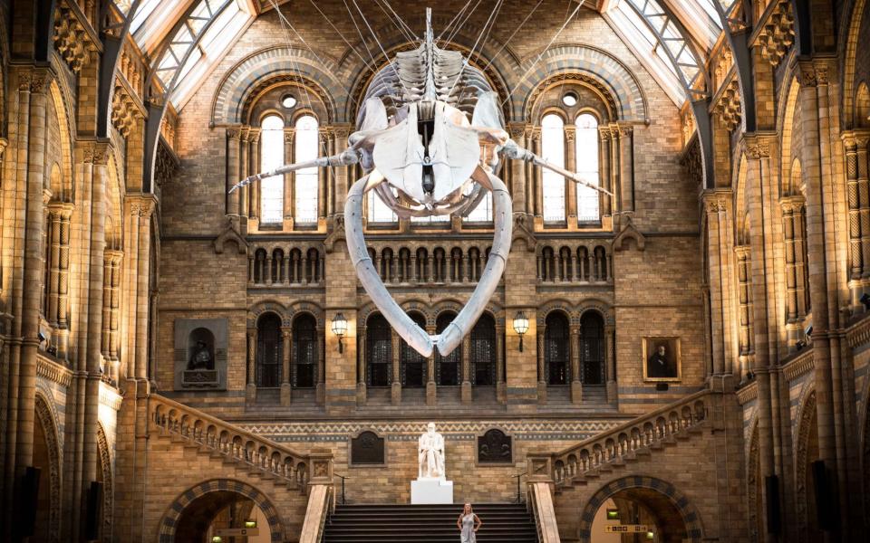 Blue whale skeleton inside the Natural History Museum - Credit: John Nguyen for the Telegraph