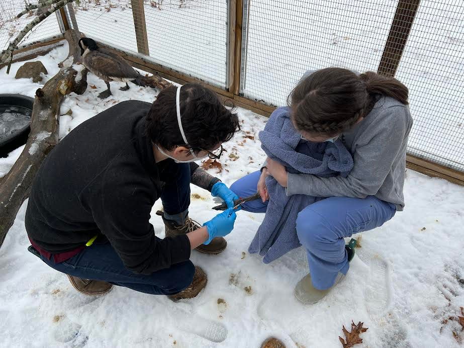 Mariah Beck, left, chief veterinarian at the Wildlife Clinic of Rhode Island, draws blood from a goose wrapped in a towel. The goose had lead poisoning.