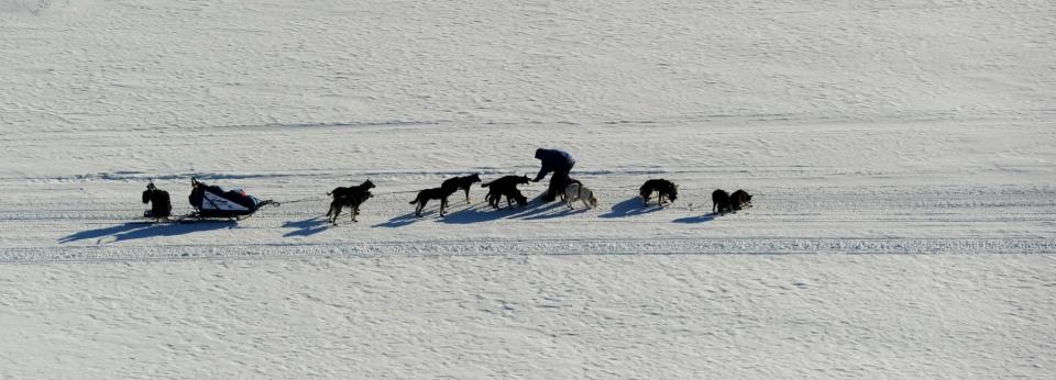 An Iditarod musher stops to adjust his team as he drives down the Yukon River after leaving the Ruby checkpoint and heading towards Galena during the 2014 Iditarod Trail Sled Dog Race on Friday, March 7, 2014. (AP Photo/The Anchorage Daily News Bob Hallinen)