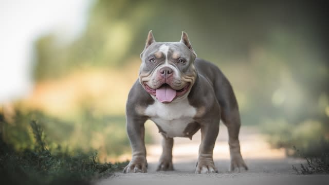 More info on dog breeds - Part 1 - Bully Breeds.