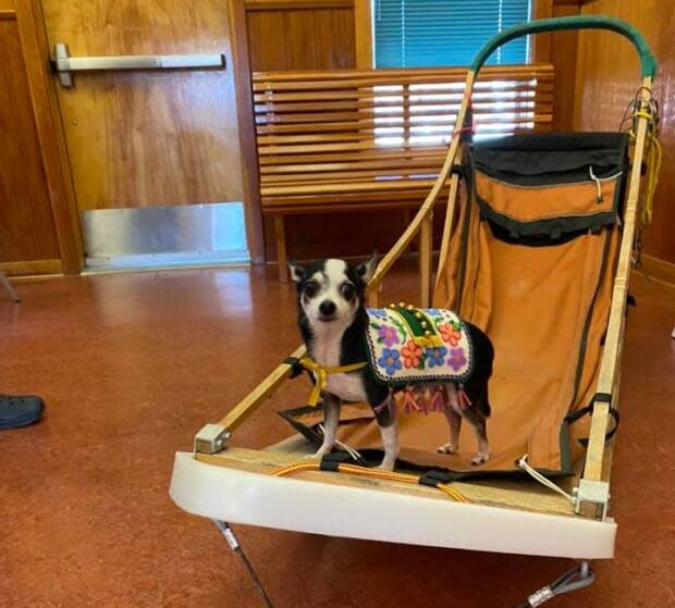 Rikki, a seven-year-old Chihuahua, compared to one of the sleds used in the annual Yukon Quest dog sled race. 