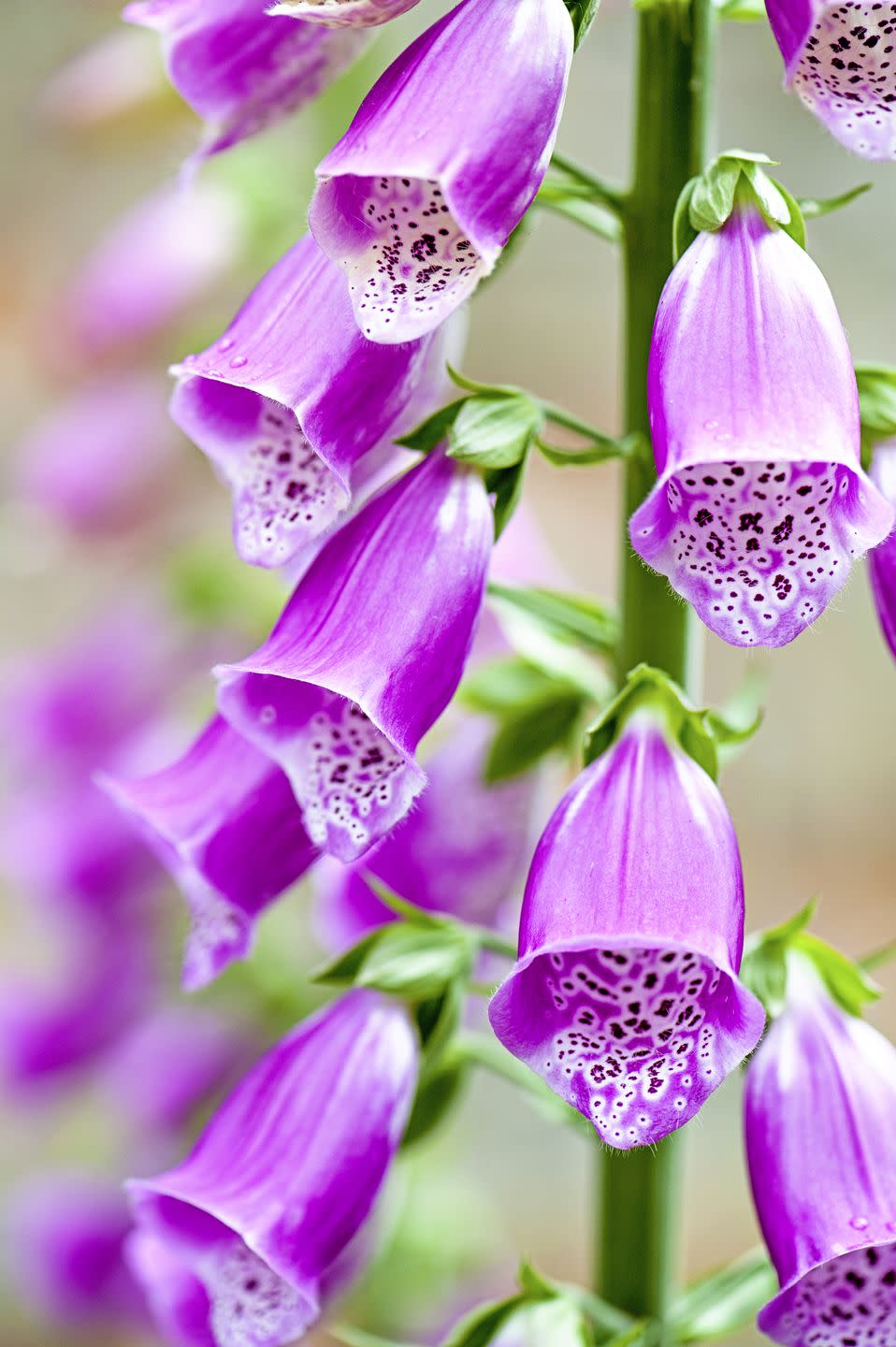 close up, macro image of the summer flowering purple foxglove flower also known as digitalis purpurea