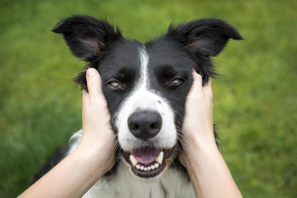 A dog's head in someone's hands