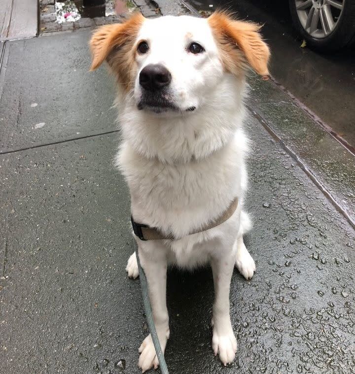 The author's dog Gussie. She's a cutie, but she poops a lot. She requires almost 30 plastic poop bags a week.&nbsp; (Photo: Kate Bratskeir)