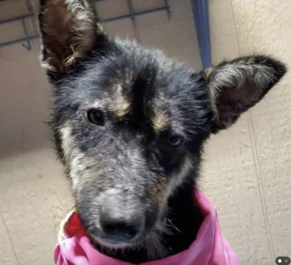 A close-up of a German Shepherd puppy wearing a pink collar, looking directly at the camera