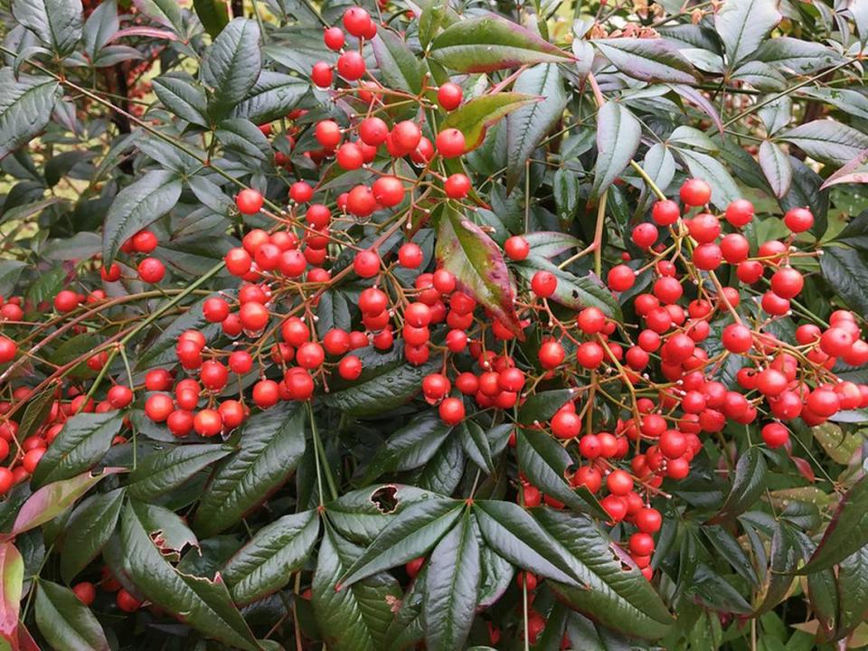 Nandina domestica’s red berries contain cyanide, which is often deadly for one of the Triangle’s year-round bird species that eat the berries in large quantities in the wintertime.