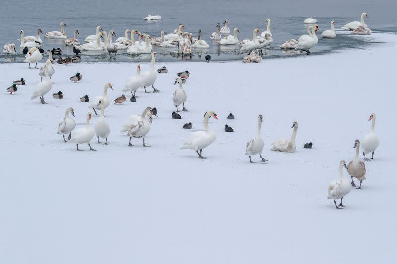 Swans are seen near the bank of a water reservoir outside Ostroh