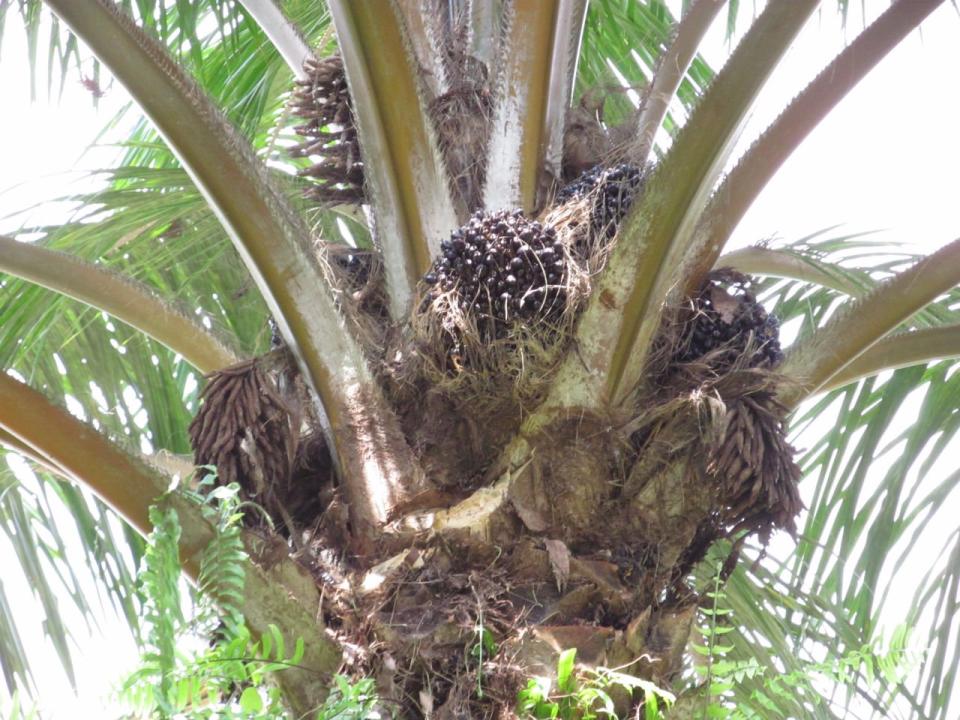 palm oil tree