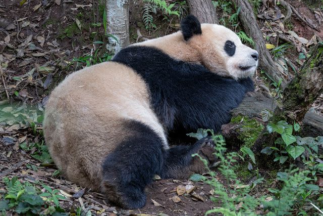 <p>San Diego Zoo</p> Yun Chuan the panda