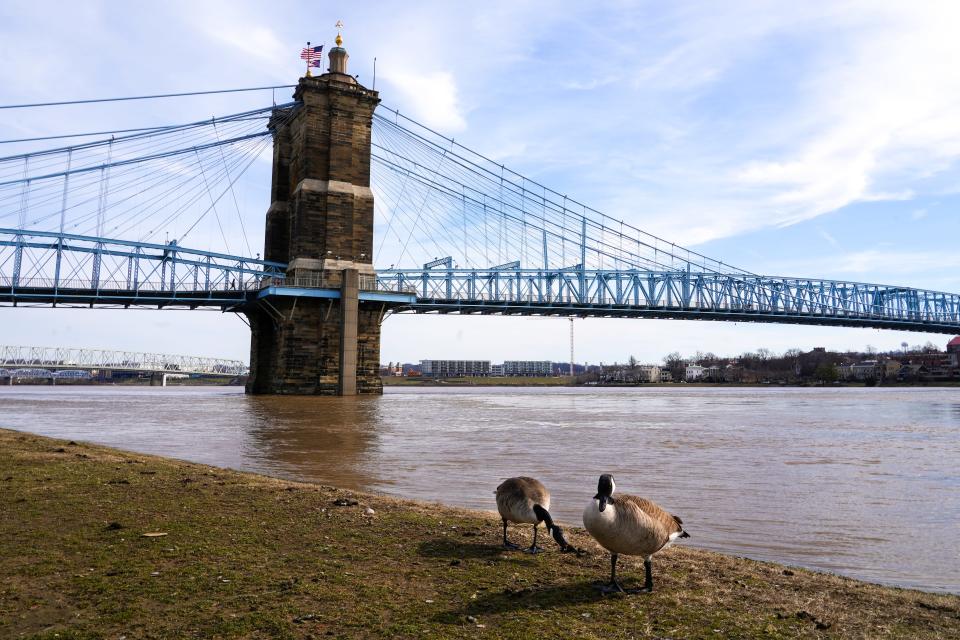 When the Ohio River rises, it hides severe erosion on the western edge of downtown's Smale Riverfront Park. On Feb. 1, with the river at 48 feet, water stood just about 12 feet from the park's sidewalk.