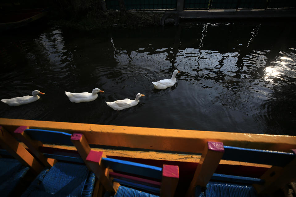 A team of ducks swims past a trajinera, the colorful boats typically rented by tourists, families, and groups of young people, in Xochimilco, Mexico City, Friday, Sept. 6, 2019. The usually festive Nativitas pier was subdued and largely empty Friday afternoon, with some boat operators and vendors estimating that business was down by 80% on the first weekend following the drowning death of a youth that was captured on cellphone video and seen widely in Mexico. Borough officials stood on the pier to inform visitors of new regulations that went into effect Friday limiting the consumption of alcohol, prohibiting the use of speakers and instructing visitors to remain seated.(AP Photo/Rebecca Blackwell)