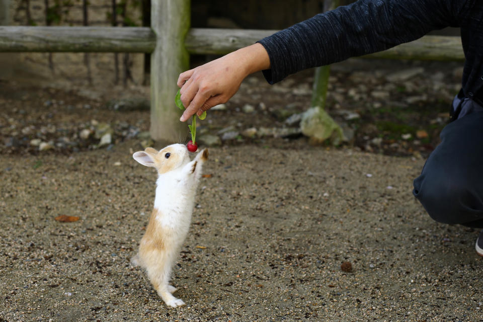 Lovely rabbits. Okunoshima Island in Hiroshima Prefecture in Japan is famous as Rabbit Island.