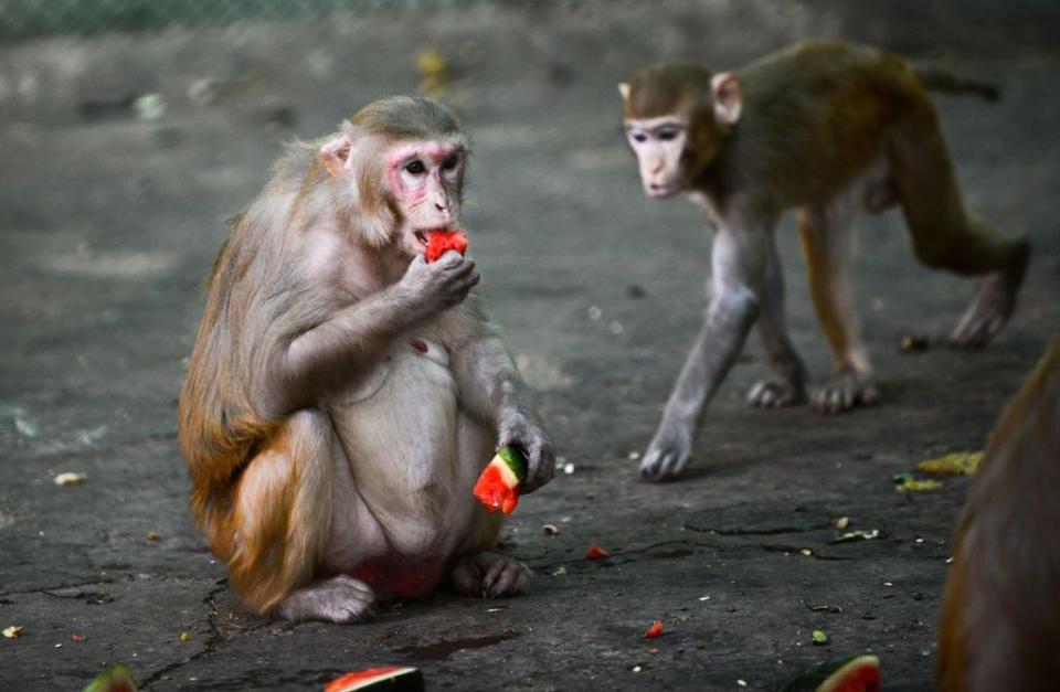 Un macaco Rhesus