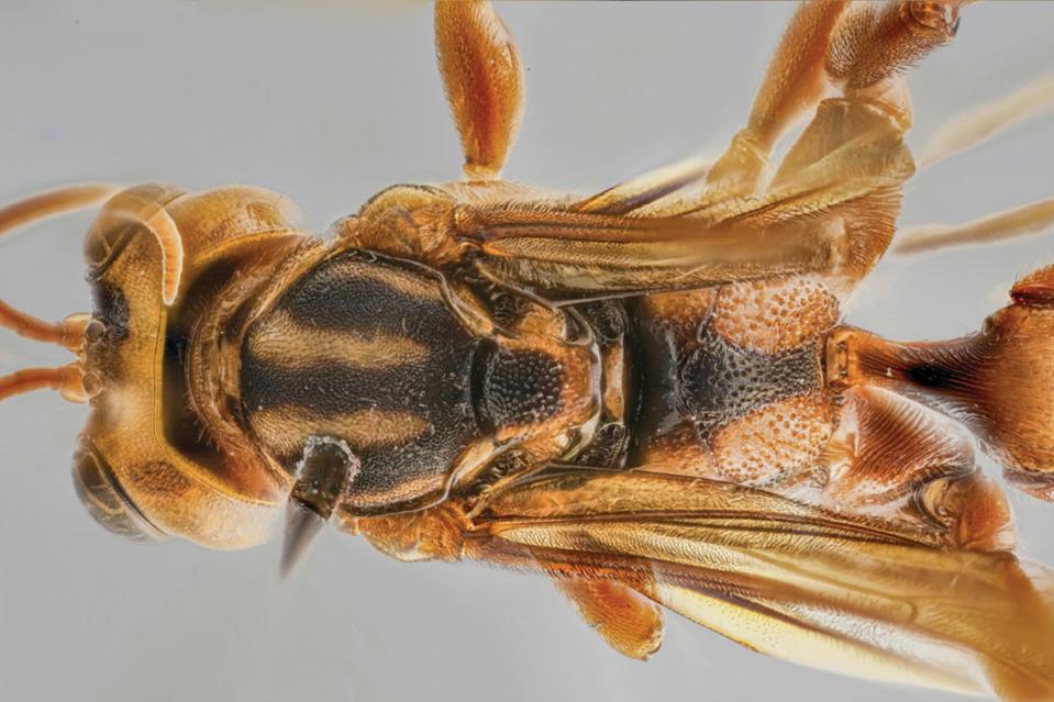 A closeup of the Capitojoppa, a newly discovered wasp.