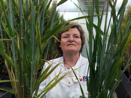 Professor Wendy Harwood poses for a photograph with barley plants that have undergone gene editing at the John Innes Centre in Norwich, Britain, May 25, 2016. REUTERS/Stuart McDill