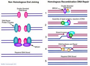 Hallmarks of Cancer 7: Genome Instability and Mutation