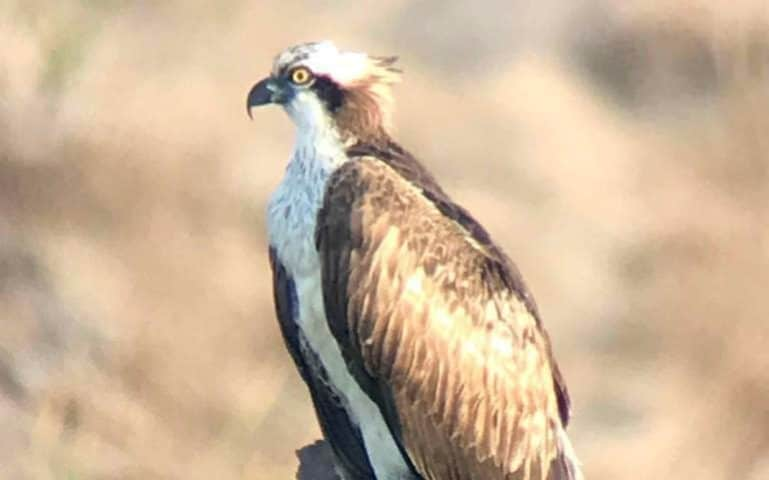 Experts hope the bird of prey which became extinct in large swathes of western Europe at the beginning of the 19th century will once again establish a population at Poole Harbour in Dorset - BNPS