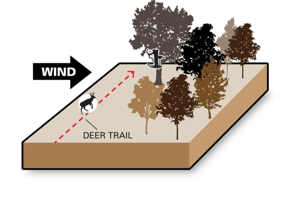 illustration of downwind vs upwind on a deer trail