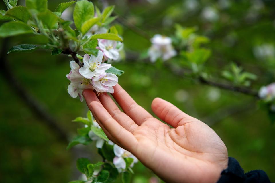 Southside Community Farm manager Chloe Moore touches a bloom from an apple tree at the farm on Livingston Street in Asheville, April 11, 2024.