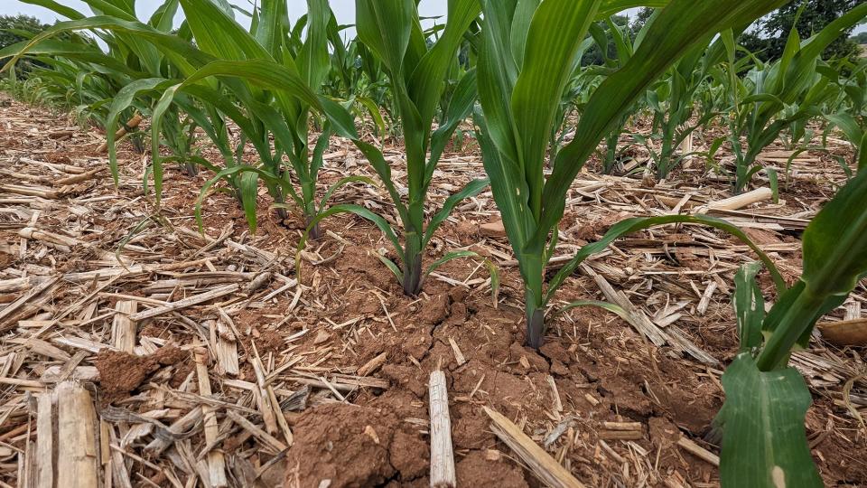 The ground cracks around corn plants that are below knee high in Manchester Township on June 6, 2023.