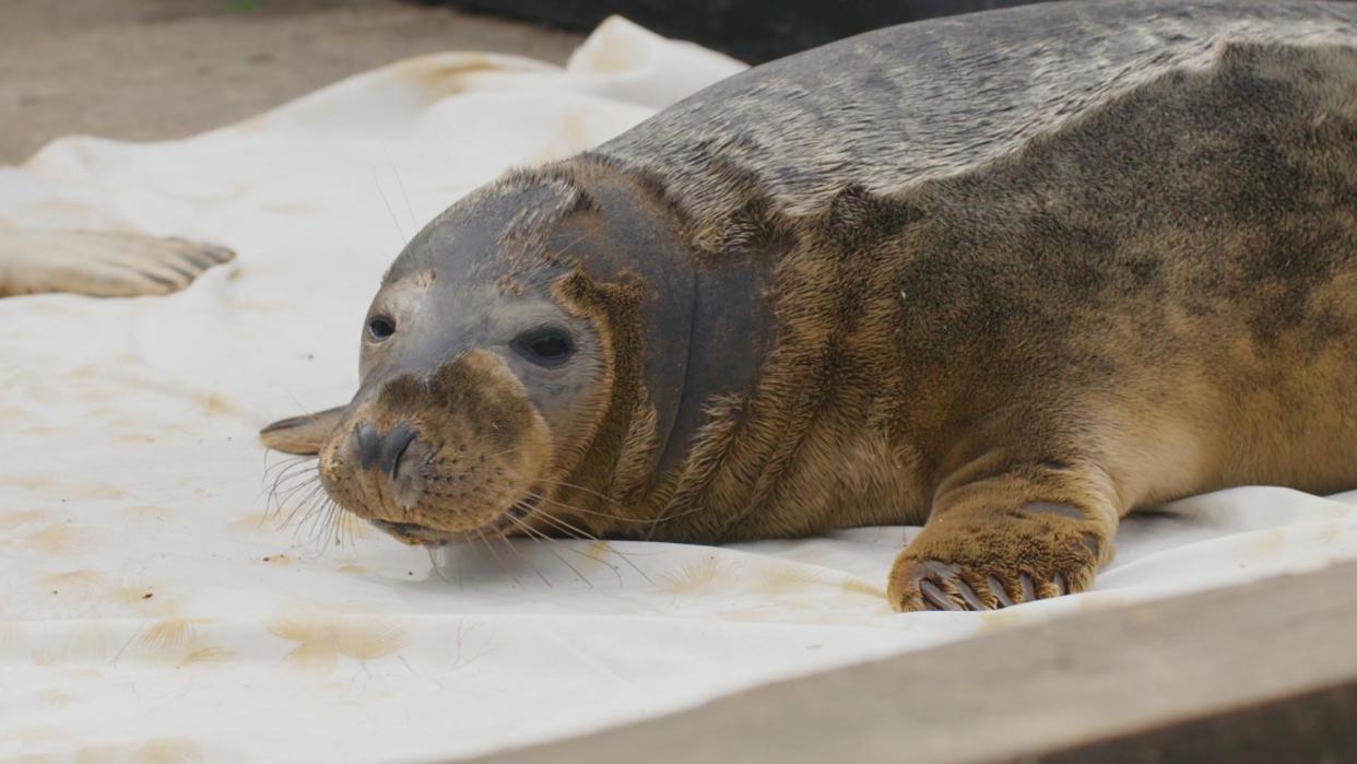 Grey Seal (Lois)