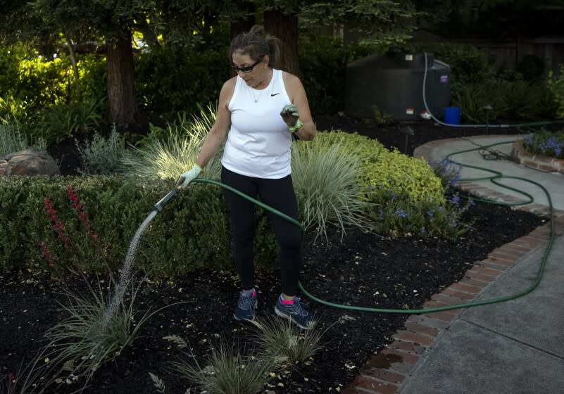 HEALDSBURG, CA - MAY 04, 2022 - Anne Friedemann uses pumps, water tanks and a hose to water her lawn at her home in Healdsburg, California on May 04, 2022. Friedemann says she had to spend $1200 on two 550 gallon recycled water tanks and continues to pay an additional $110 every other month to water her lawn with recycled water since the city capped household water use and banned sprinklers. (Josh Edelson/for the Times)