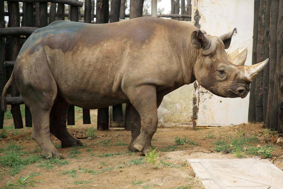 A black rhinoceros, that was shipped to Rwanda from Zoo Safari Park Dvur Kralove in the Czech Republic, inside its pen at the Akagera National Park. (REUTERS)