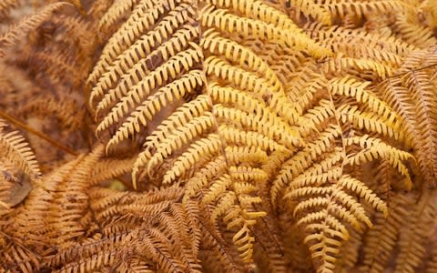 Bracken ferns - Credit: Fiona Rice