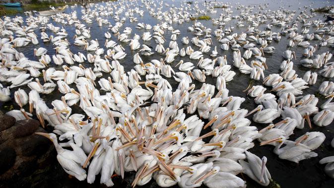 Una bandada de pelícanos blancos, una de las aves más grandes de Canadá y Estados Unidos, fue avistada el 28 de enero de 2022 a orillas del estanque de Chapala en Cozumatlán de Regules, México.  Los pelícanos blancos viajan miles de kilómetros desde las bajas temperaturas.  Norteamérica.  (ULISES RUIZ / AFP)