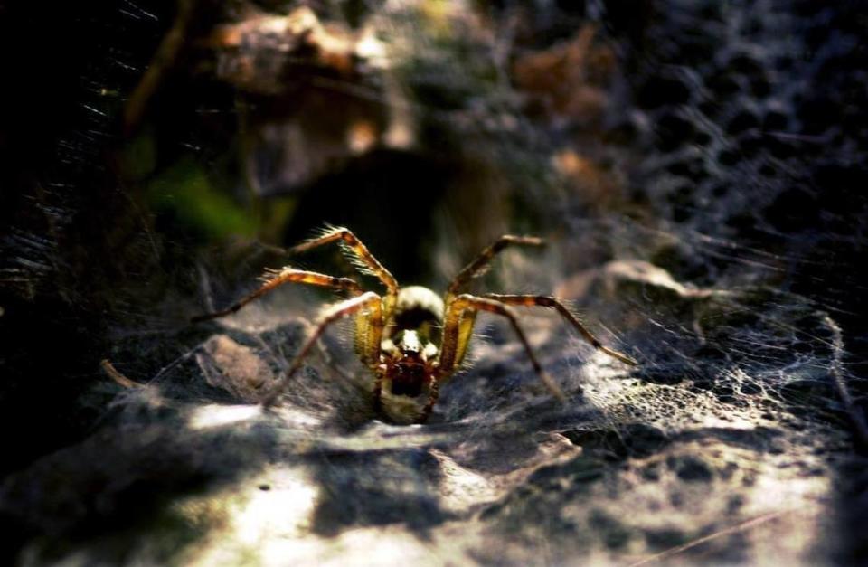A nursery rhyme that kept waking a woman up at night in Ipswich, UK, was caused when spiders set off a motion alarm at a nearby estate. The volume of the lullaby alarm was turned down and the sound went away.