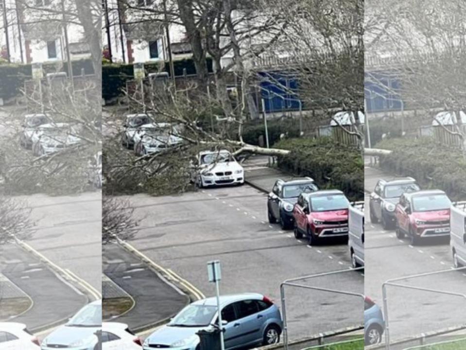 Bournemouth Echo: un gran árbol cae sobre un automóvil en Sterte Road, Poole