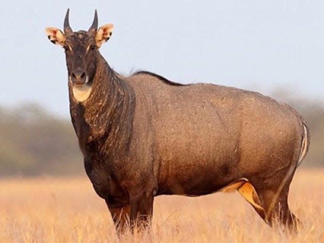 During a recent safari to India, there was an encounter with a nilgai, also known as the blue bull.