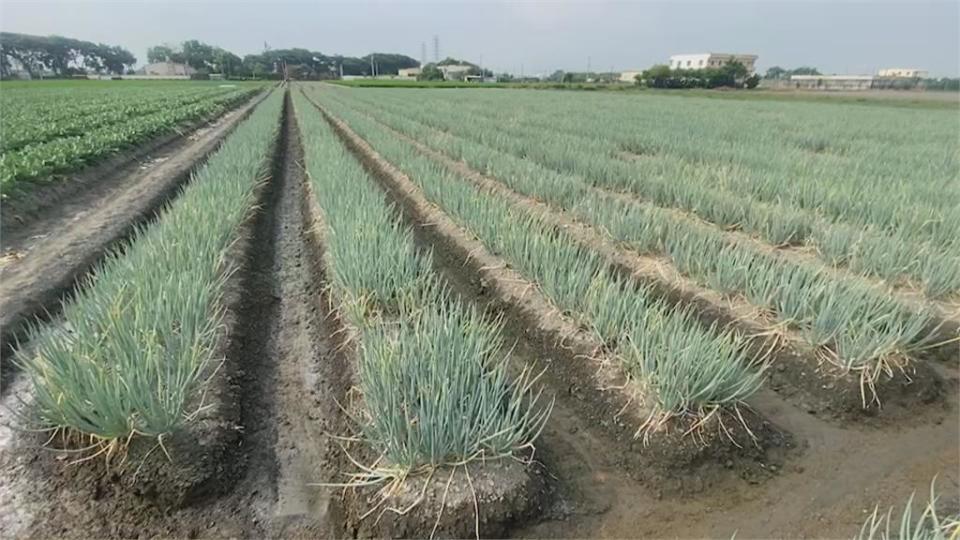 八月連續雨青蔥泡爛、復耕慢！　彰化蔥價每公斤飆破200元