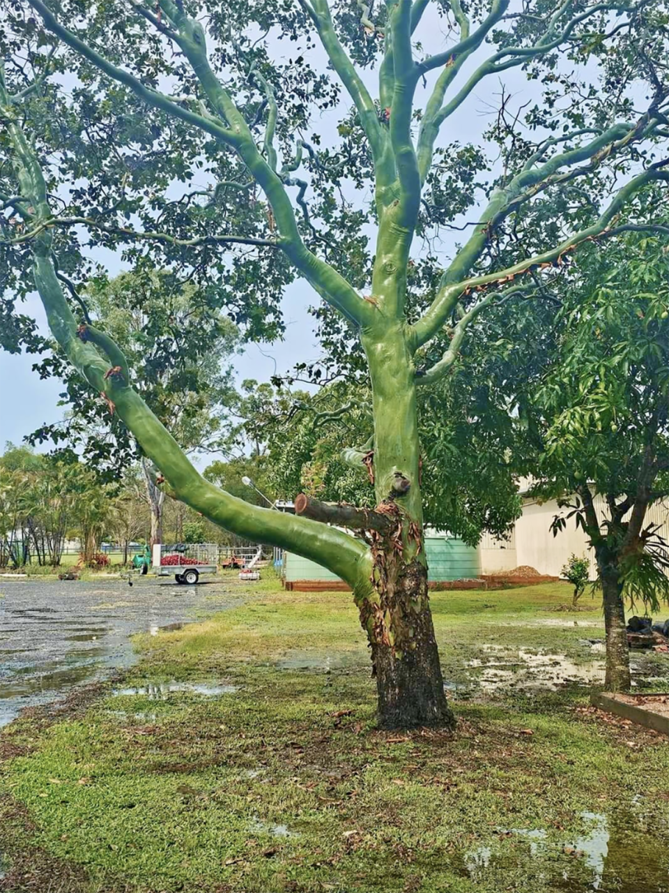 The bright green the Cadaghi tree eucalypt gum in north Queensland. 