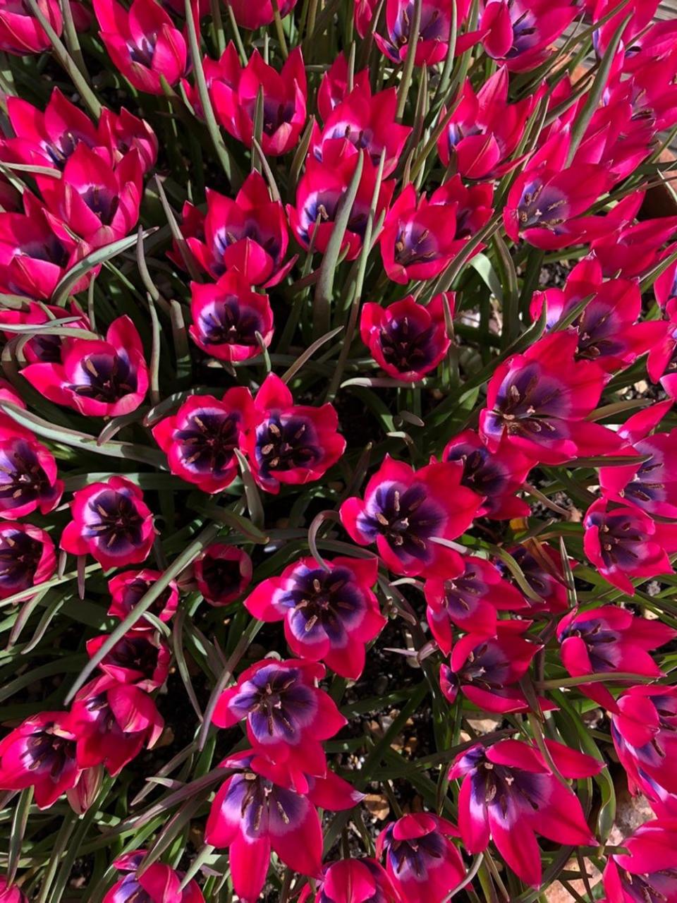 Tulips