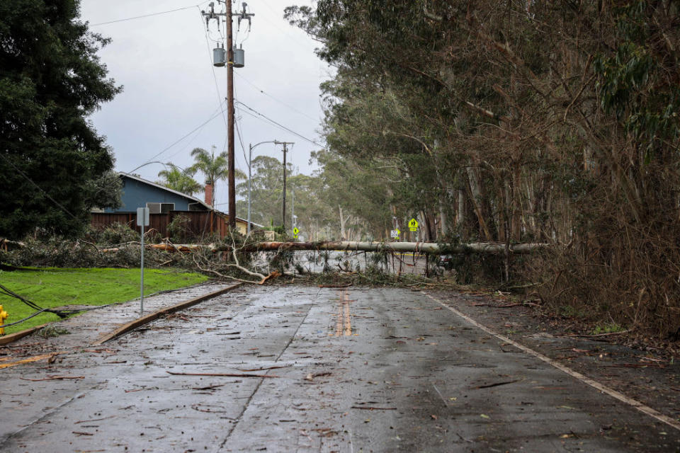 <div class="inline-image__caption"><p>A giant tree down on a street in Santa Cruz on January 10, 2023 as atmospheric river storms hit California.</p></div> <div class="inline-image__credit">Anadolu Agency/Getty Images</div>