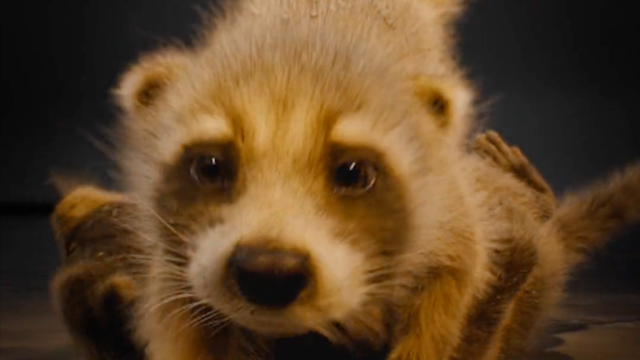 Baby Rocket Raccoon Test Footage Is the Cutest Thing You'll See Today