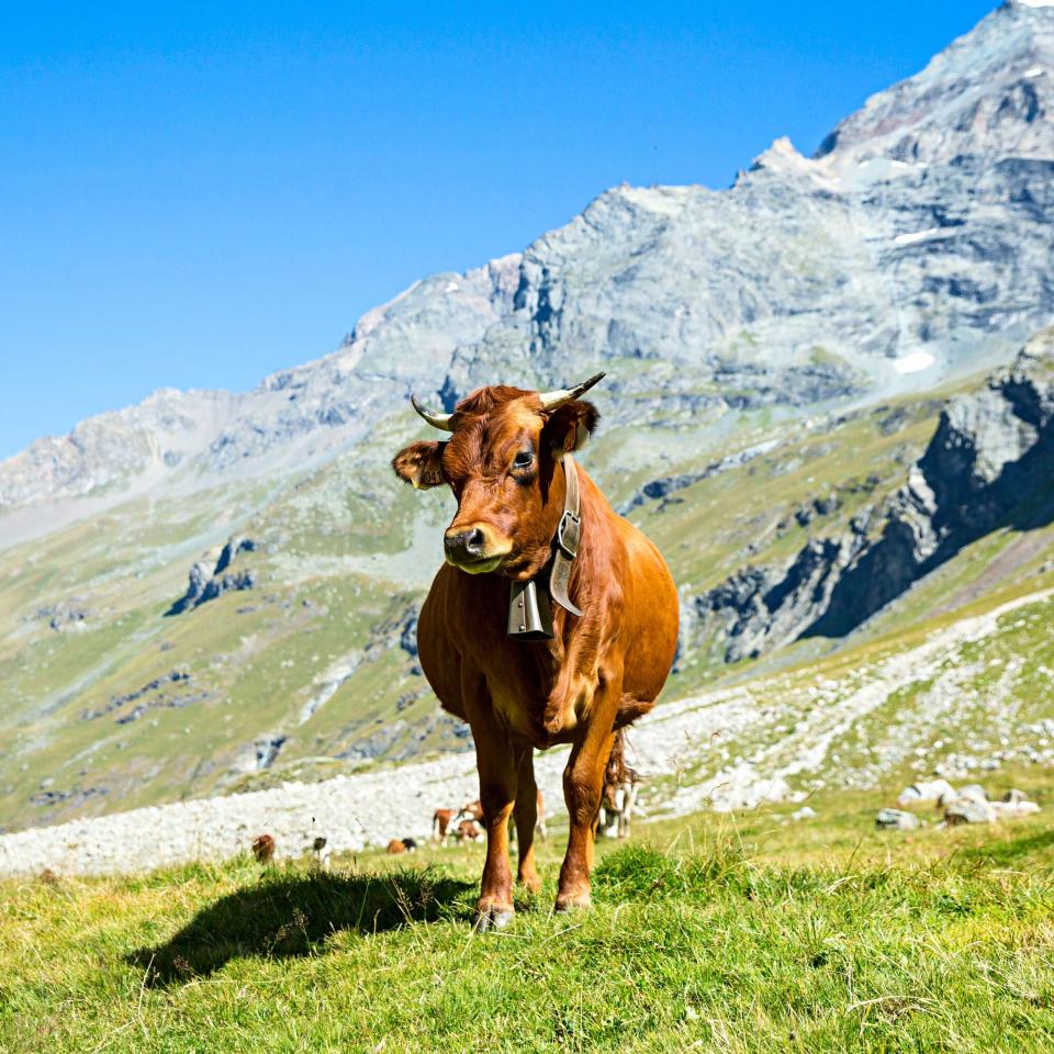 Summer in Savoie