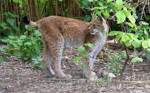 Lillith the lynx who escaped from Borth Wild Animal Kingdom and was killed by council marksmen - Credit: Wales New Service