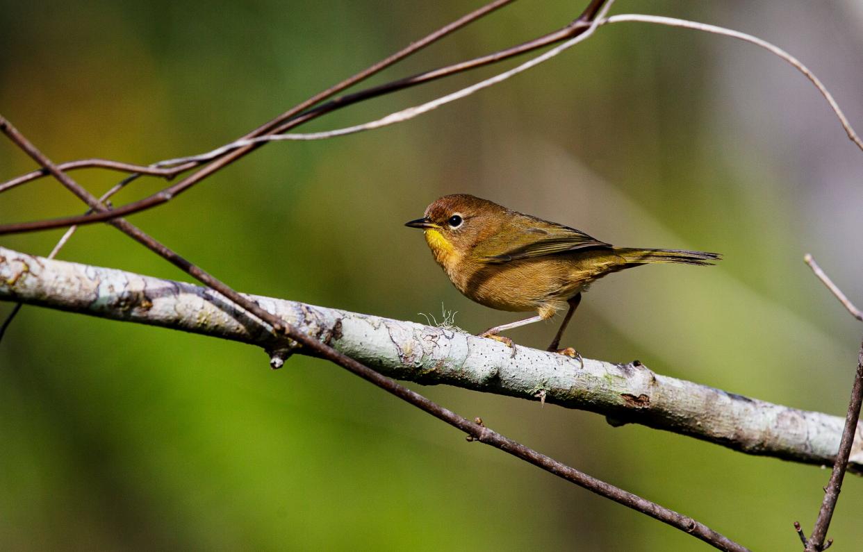 A common yellowthroat warbler flits through the foliage at Bird Rookery Swamp in Collier Countym Florida.