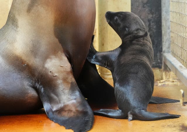 Sea lion pup at Blair Drummond Safari Park