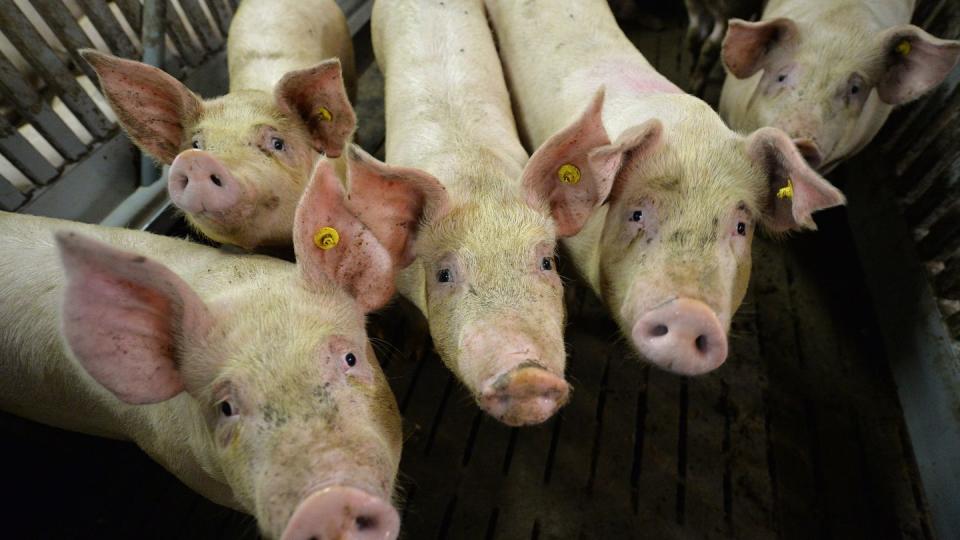 Mastschweine stehen in einem Mastbetrieb im Stall.