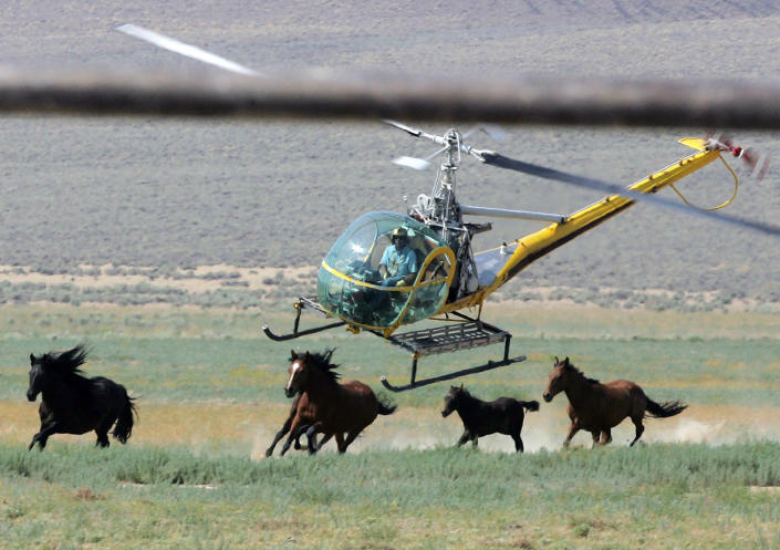 FILE - A livestock helicopter pilot rounds up wild horses from the Fox & Lake Herd Management Area on July 13, 2008, in Washoe County, Nev., near the town on Empire, Nev. The U.S. government plans to capture more wild horses on federal lands this year than ever before, drawing sharp criticism from mustang advocates who hoped the Biden administration would curtail widespread gathers of thousands of horses annually across the West. (AP Photo/Brad Horn, File)