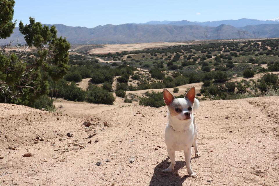 Daily Press journalist McKenna Mobley's chihuahua, Lupe, strikes a pose with the Tapestry home development project in the background in April 2024 in the Honda Valley.