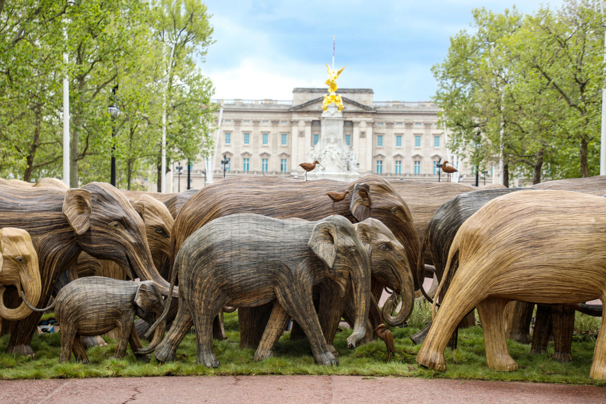 LONDON, UNITED KINGDOM - 2021/05/15: Life-size elephant sculptures are displayed in The Mall as part of Coexistence, an environmental art campaign produced by Elephant Family a charity that works to save endangered Asian wildlife from extinction. The charity was founded by The Duchess of Cornwall late brother, Mark Shand. (Photo by Brett Cove/SOPA Images/LightRocket via Getty Images)