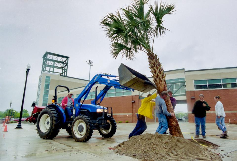 In this Journal Star file photo from May 16, 2002, workers with CJL Landscaping Inc. out of Kickapoo work in a steady rainfall to raise a palm tree in front of the newly-completed O'Brien Field in downtown Peoria before its debut on May 24.